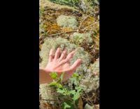 Man putting handprint on dried moss