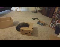 Cat crawls inside box with small square hole and plays inside