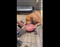 [duplicate] Dog eating ice fruit bowl