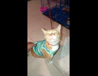 Orange cat licks when back is scratched