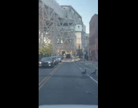 Family of goose cross the road nyc