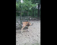 Deer reaches apple fruit from tree