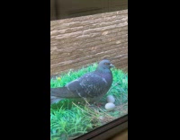 Submitter shows realistic pigeon display from window