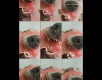 Grey dog chews red plastic toy filter 