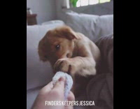 Golden retriever puppy dog chews striped sock 