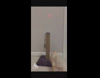 Collab BitchIG2 - Cat chases red laser pointer up wall