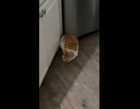 Cat comes out of hiding when guests leave 