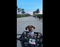 Dog rides on the basket of bicycle