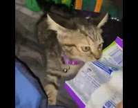 Collab BitchMP - Tug of war with kitten with bag of snacks