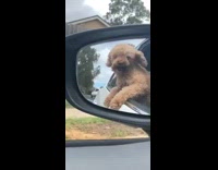 Curly hair brown dog hanging out of car biting wind