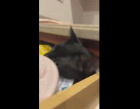 Cat squished inside narrow kitchen drawer