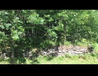 Dog excited to run around the woods