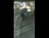 Squirrel eats cat food yellow bowl porch 