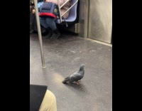 Pigeon gets inside subway train