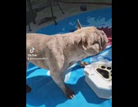 French bulldog plays with water toy outside