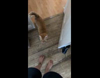 Collab Clips MPUGC - Woman puts cat on time out 