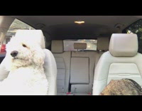 MUSIC Brown and White Dog Listen to All You Need Is Love in Car
