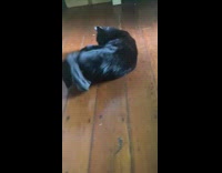 Black cat grey underwear headband around tail 