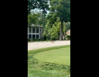 Fox steals ball from the mans backyard 