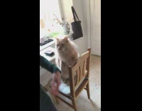 Brown cat wants kiss girl green sweater