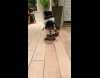 Dog wears snowman costume