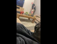 Two dogs look away guilty around couch