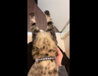 Pet cat body wiggled by its owner