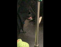 Collab winy - Dog inside train pants tongue out slow motion