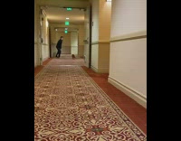 Brown dog runs down the hallway 