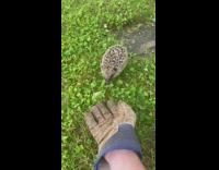 Wild Hedgehog found on the garden followed the filmer