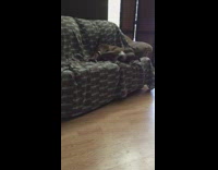 brown dog drying off in sofa 