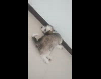 Puppy dog lays on floor against wall