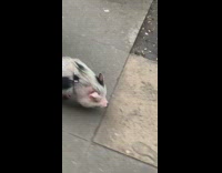 Guy walking pet pig on leash on sidewalk