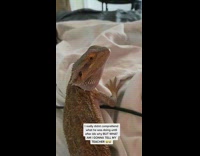 Collab BitchMP - Lizard bed ends call class zoom