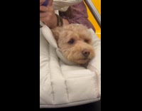 Dog stays still while in the bag