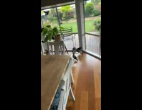 Guy finds a few black birds in his house 
