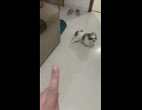 Puppy gets angry when owner says no