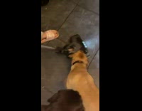 Dog tries to bite vacuum while owner cleans 