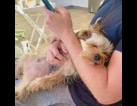 Blue shirt guy holds pets brown dog 