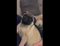 Pug falling asleep tries to stay awake 