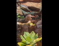 Turtle climbs up jumps to the water