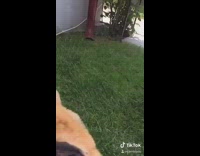 Brown dog smile on grass cute tiktok