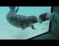 Baby seal play with wolf mittens aquarium