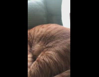 Orange cat sleeps with sheriff hat