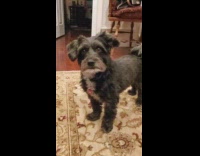 Collab DailyDoseOfInternet - Small grey white dog looks around 