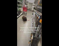 Collab BitchMP -  Black brown dog on orange leash in middle of store aisle