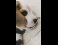 Beagle puppy dog chews key blue eyes 