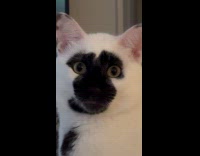 Cat staring at camera 