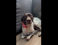 Dog shakes when cold inside the house