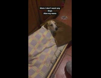 Collab PubityPets - Lady Comforts Sick Dog on its Bed